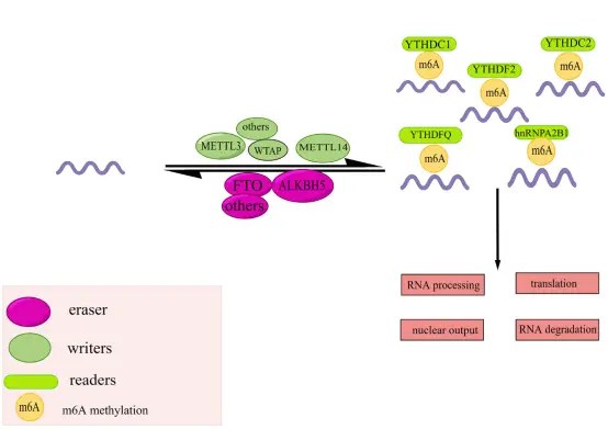 article figure