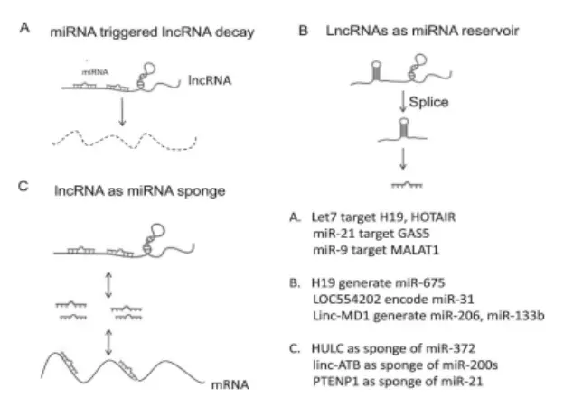 article figure